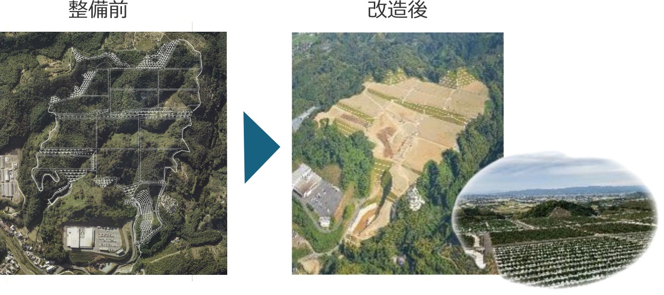 みかん畑の大規模整備