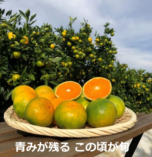 早味みかん